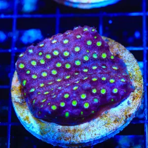 CB Bling Bling Cyphastrea Colony Coral