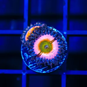 CB Rainbow Infusion Zoanthid Coral