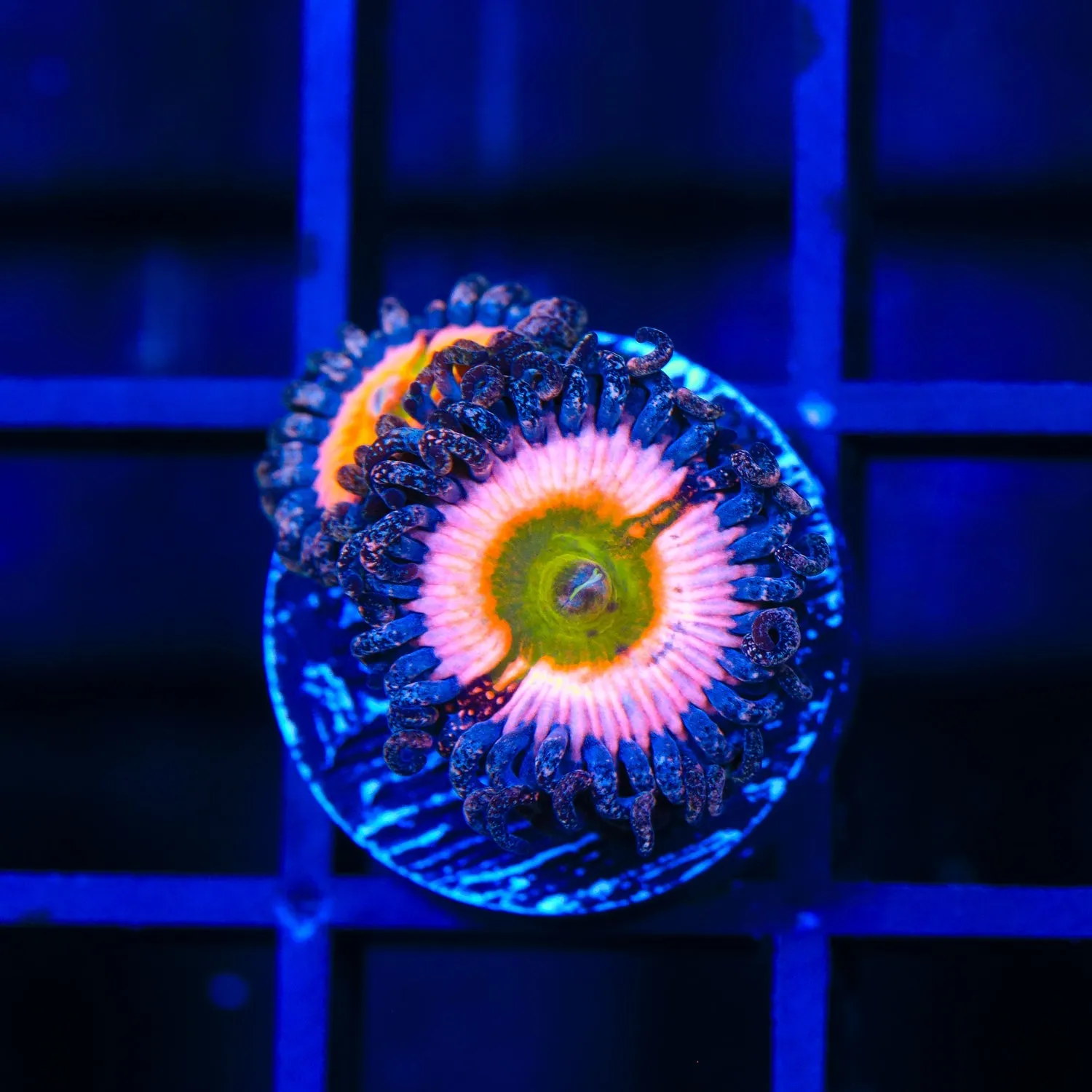 CB Rainbow Infusion Zoanthid Coral