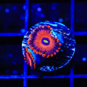 Red People Eater Zoanthids Coral