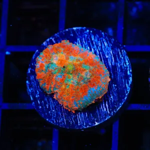 TSA High Tide Harry Mushroom Coral