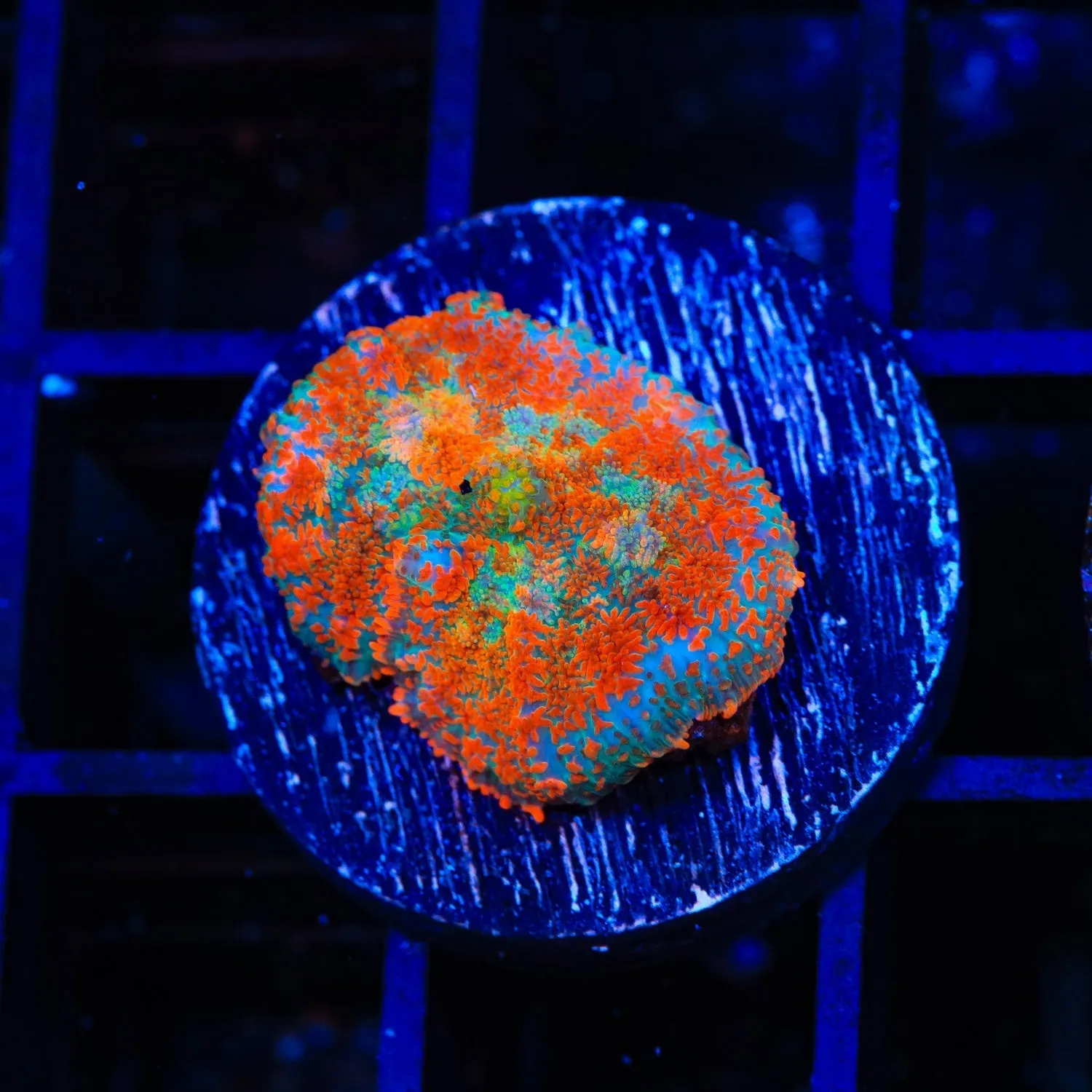 TSA High Tide Harry Mushroom Coral