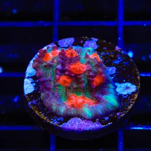 TSA Kamakazi Chalice Coral