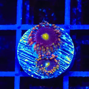 TSA Pinwheel Zoanthids Coral