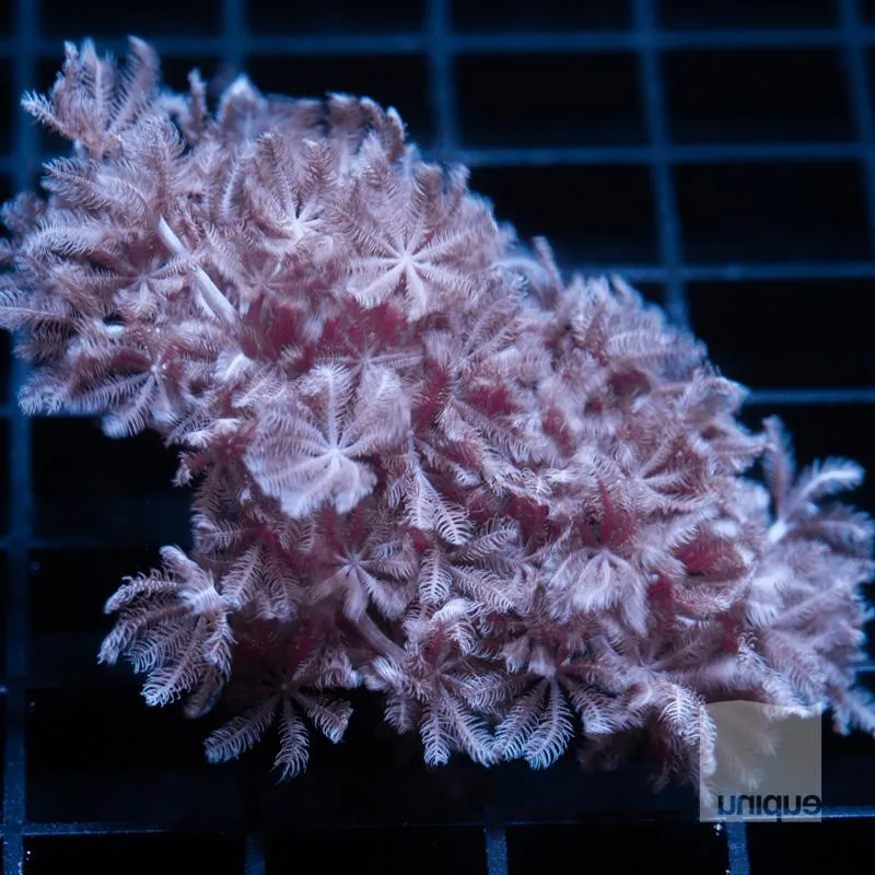 Xenia sp. - Xenia - 1.5" Stock Frag