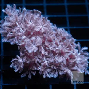 Xenia sp. - Xenia - 1.5" Stock Frag